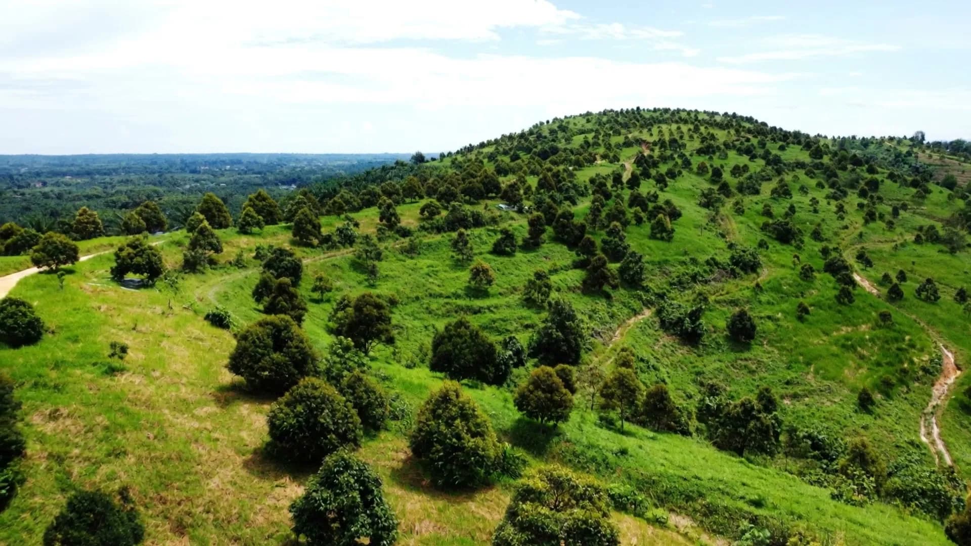 Drone view over the Mr.Wow durian estate: rows of durian trees on green hills