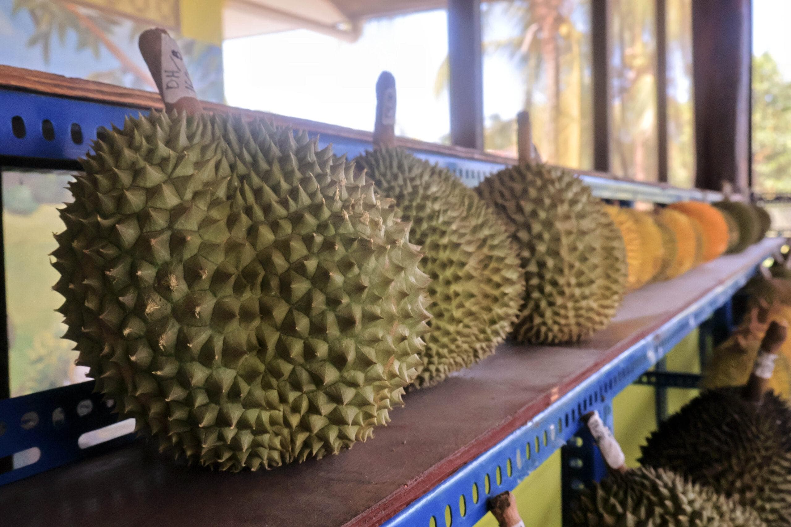 Whole durians lined up on the rack at Durian Station