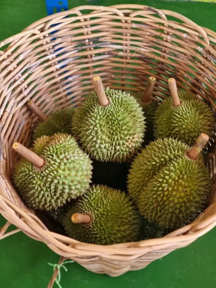 A rattan basket full of freshly harvested durians