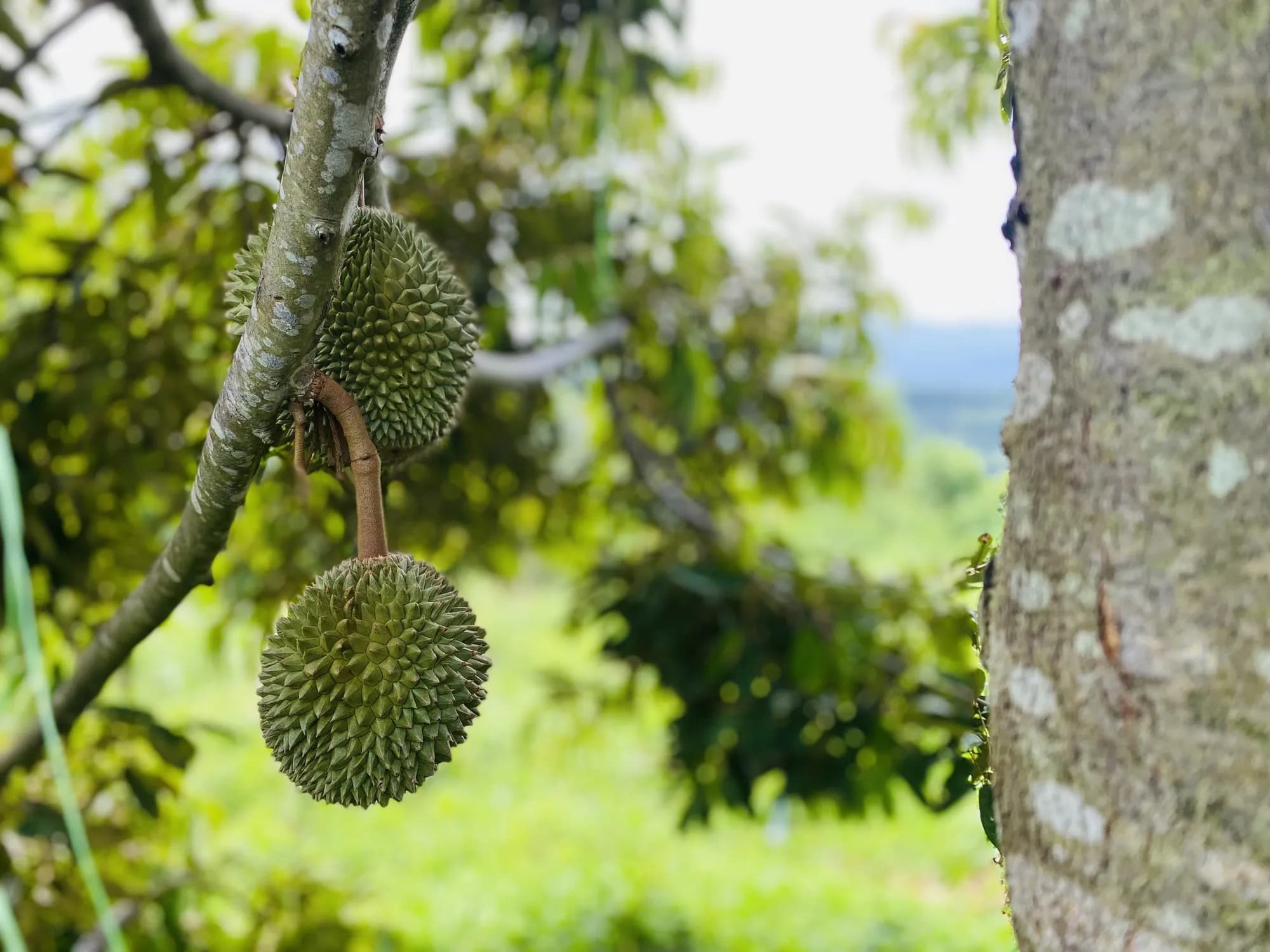 Two young durians hanging from a branch on the plantation