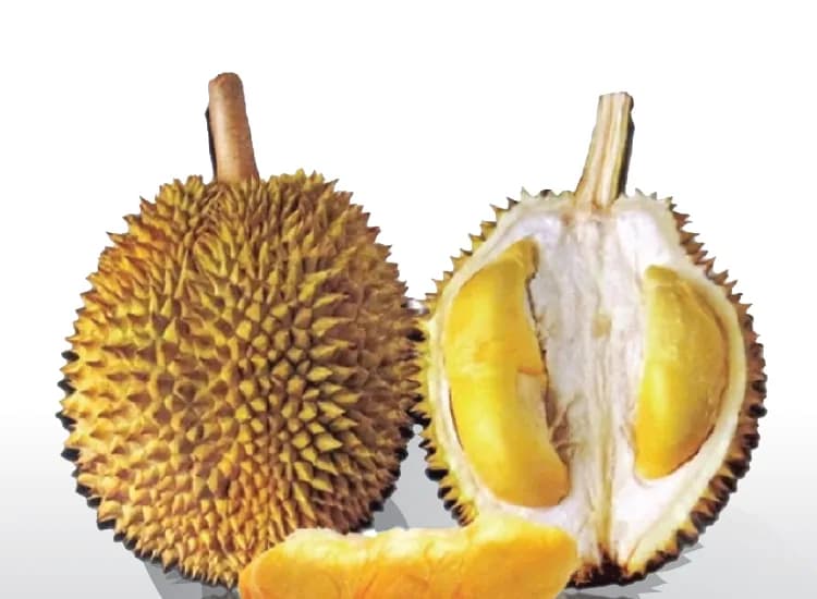 A whole D88 durian beside an opened one with soft, pale flesh