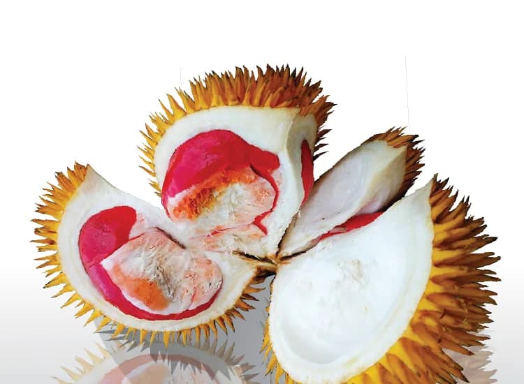 Opened Puteri Dalit durians showing red flesh