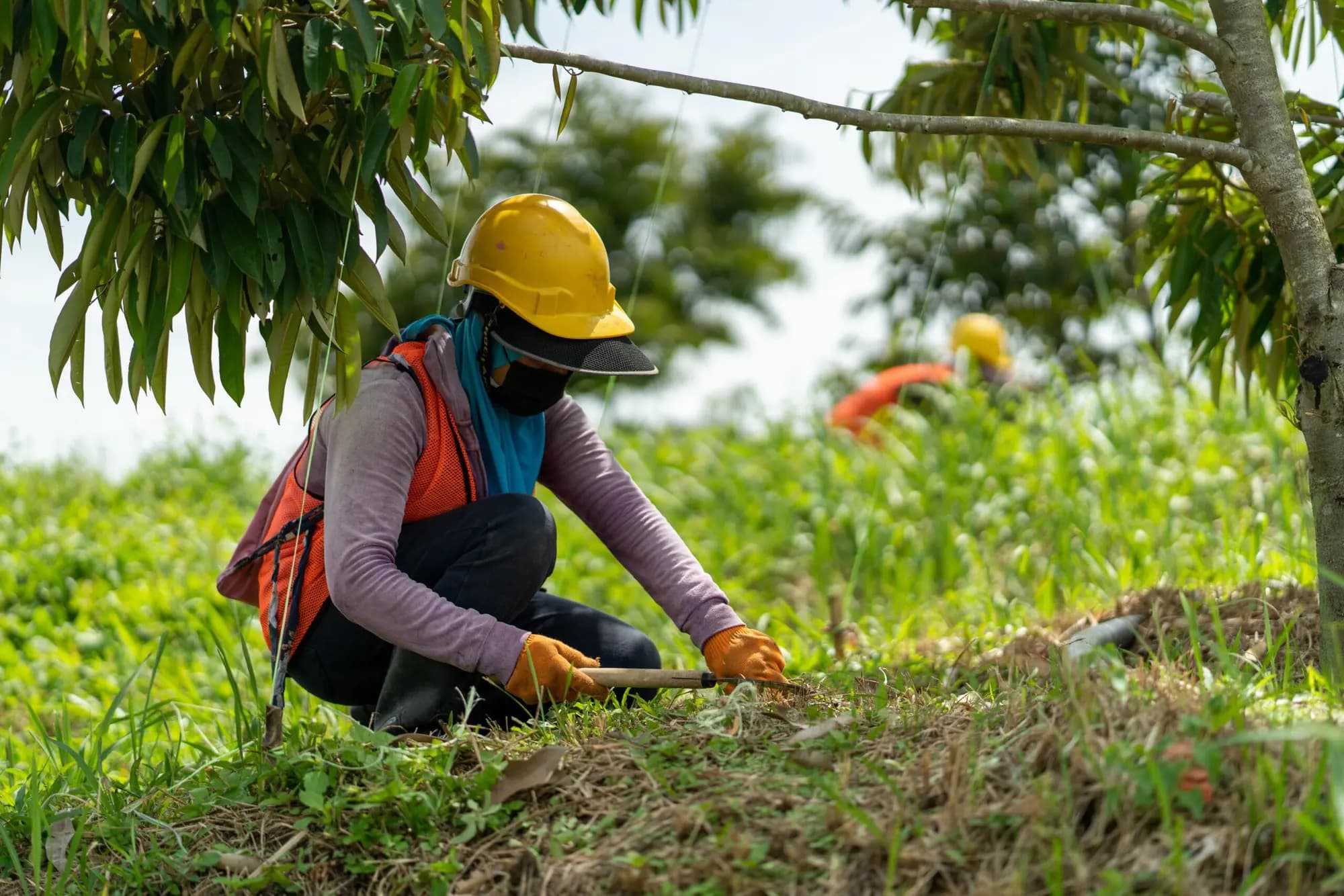 A farm worker in a hard hat kneeling to tend the ground under a young durian tree