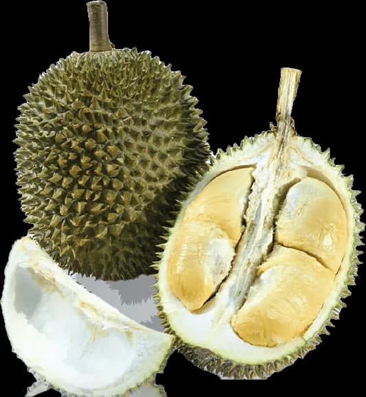 D24 durian, whole and opened