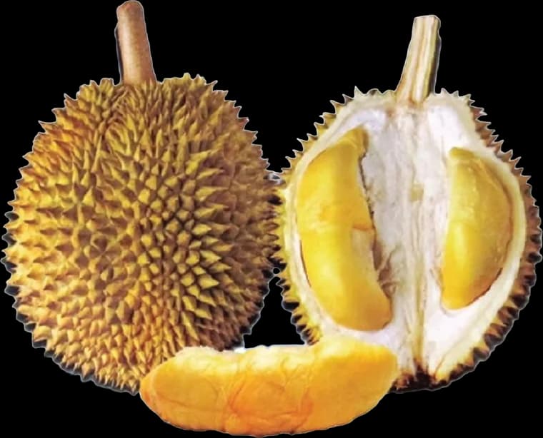 D88 durian, whole and opened