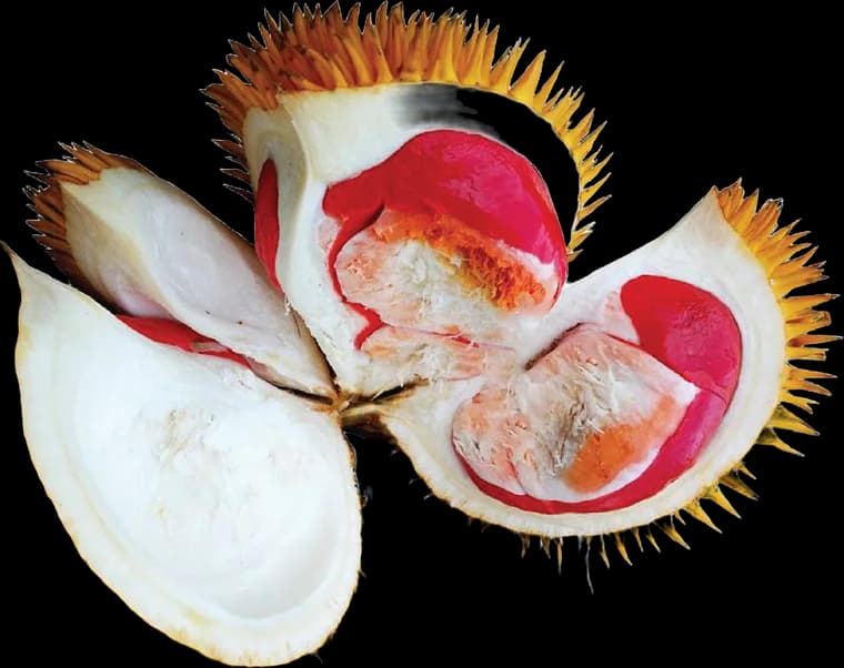 Dalit durian, opened to show its red flesh