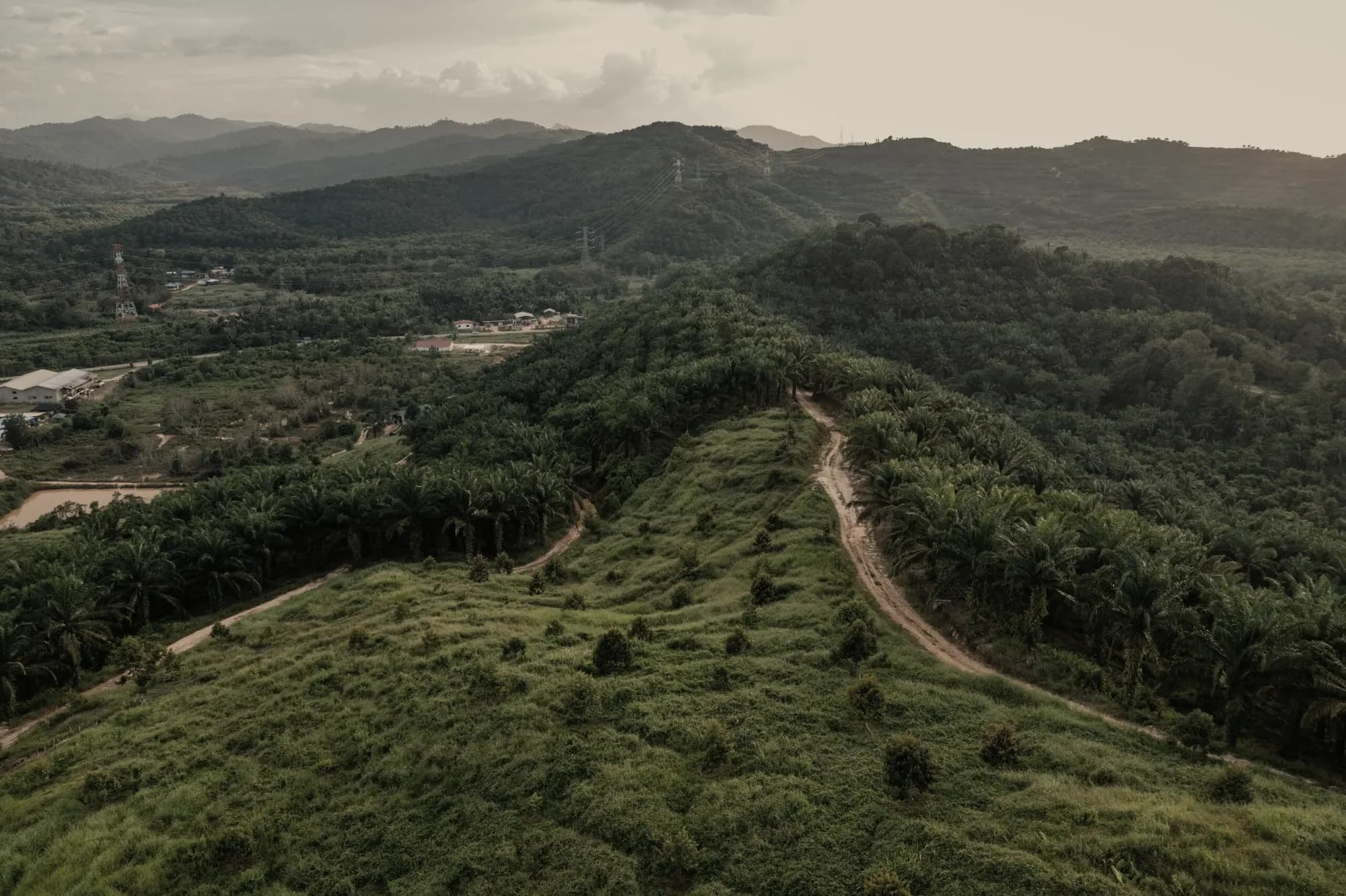 Drone view of a grassy ridge between oil palms, with a dirt farm track running up it
