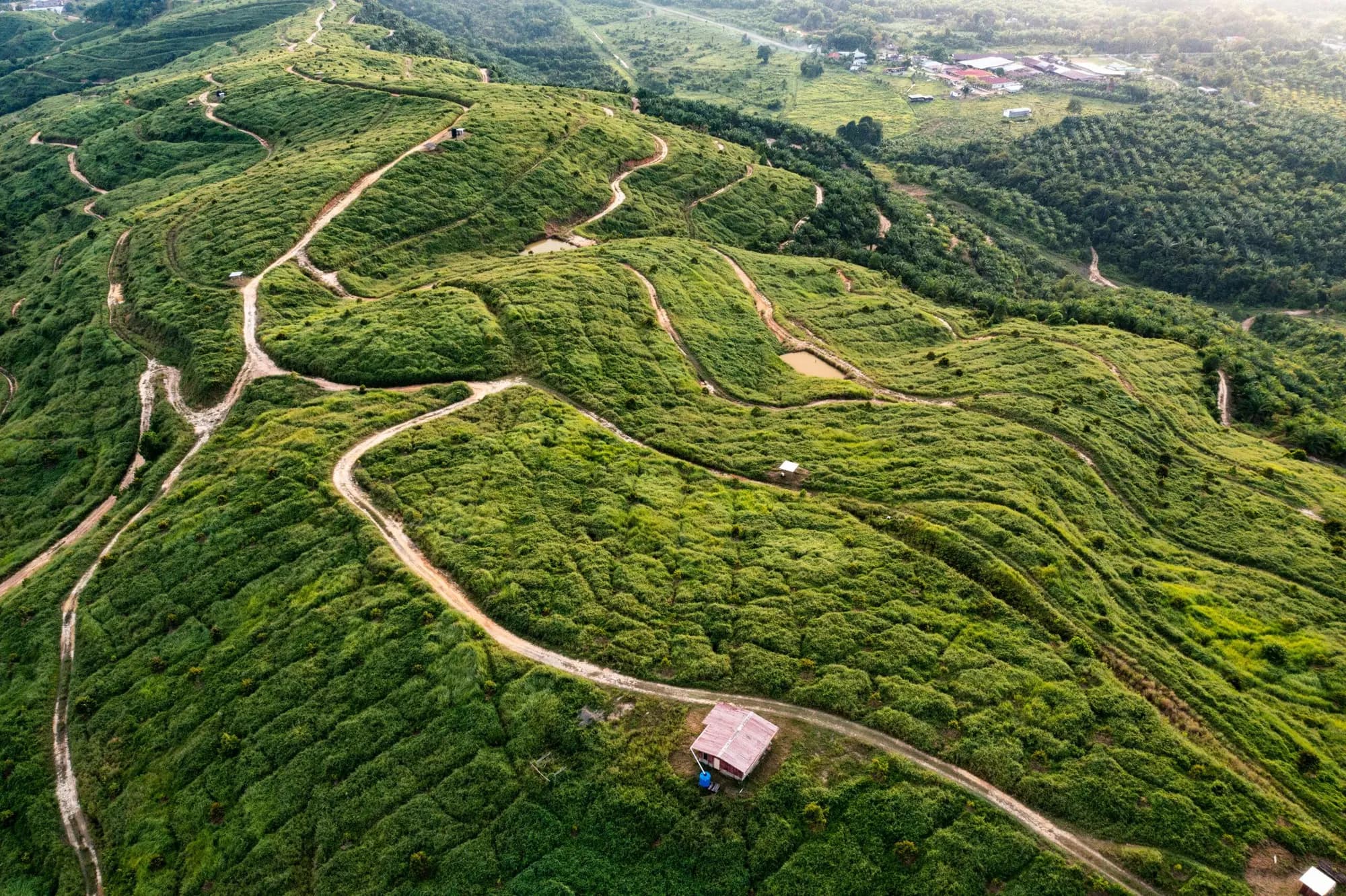Drone view of terraced rows on a hillside, with a winding farm track and a small hut