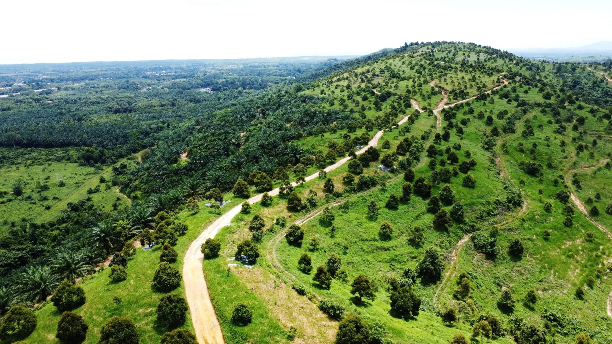 Drone view of a hill of durian trees on the Mr.Wow plantation, with farm tracks and oil palms around it
