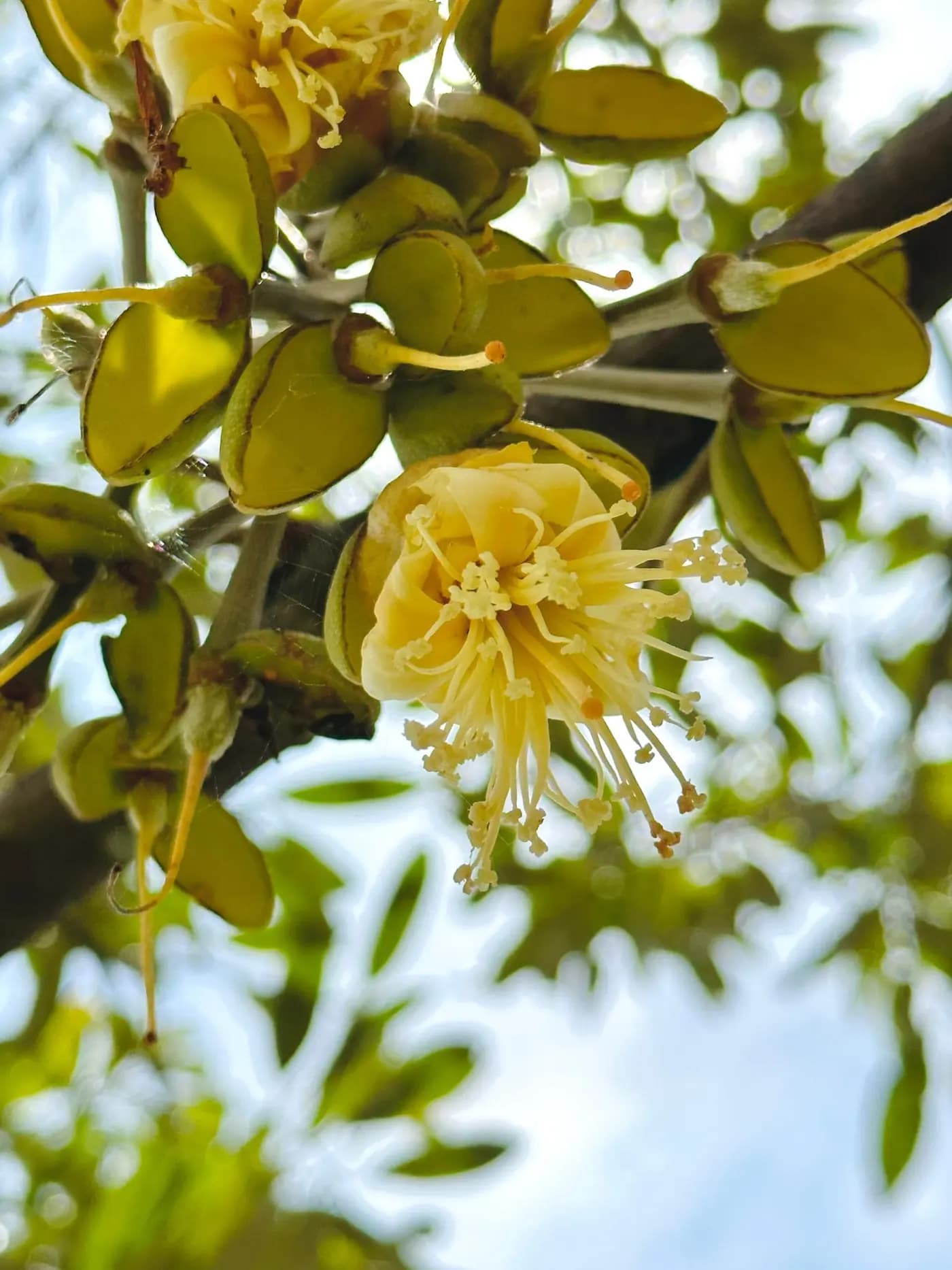 Durian flowers on the branch, against the sky