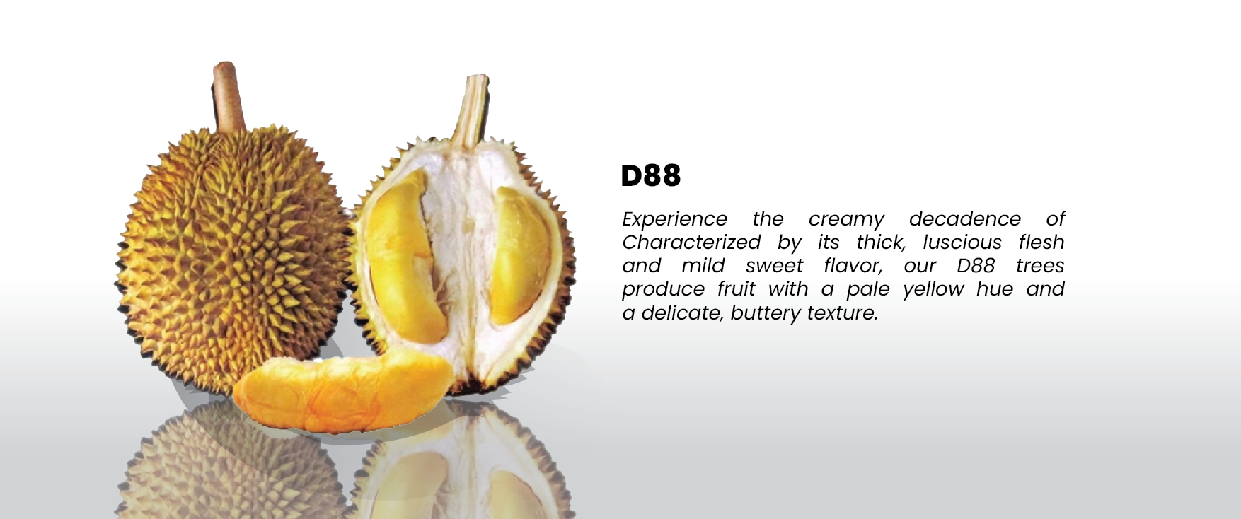 Durian Slide-02