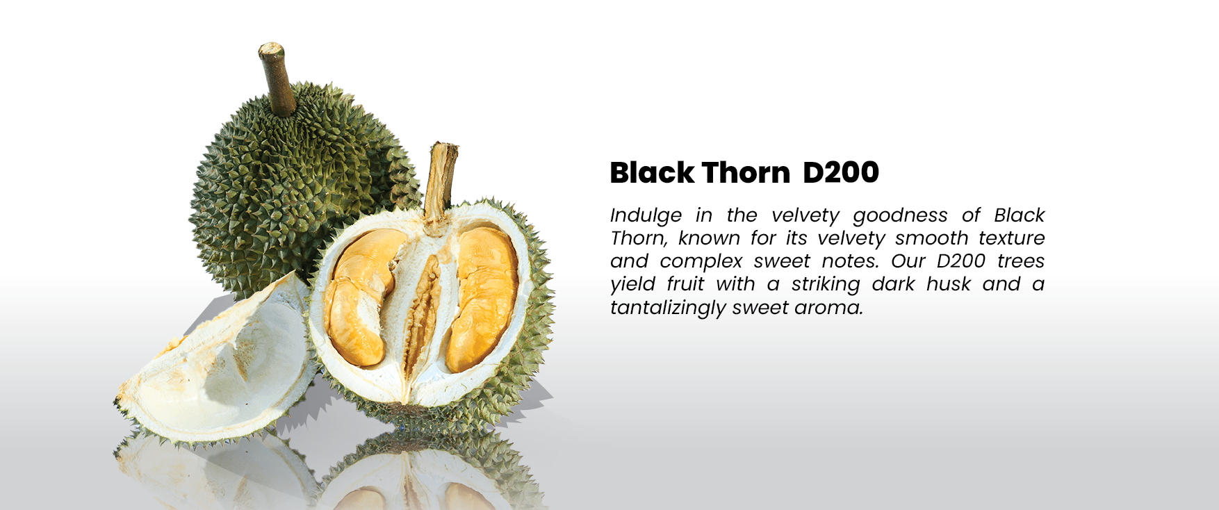 Durian Slide-04